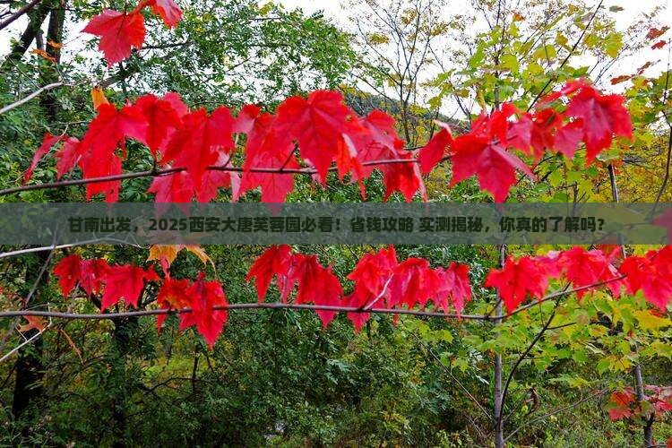 甘南去西安大唐芙蓉园门票