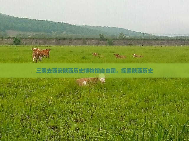 三明去西安陕西历史博物馆自由团