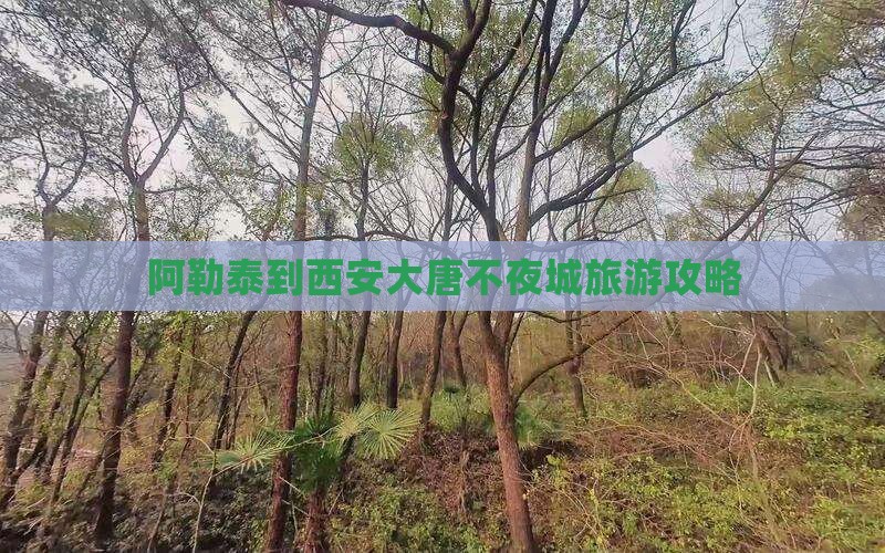 阿勒泰去西安大唐不夜城哪里玩