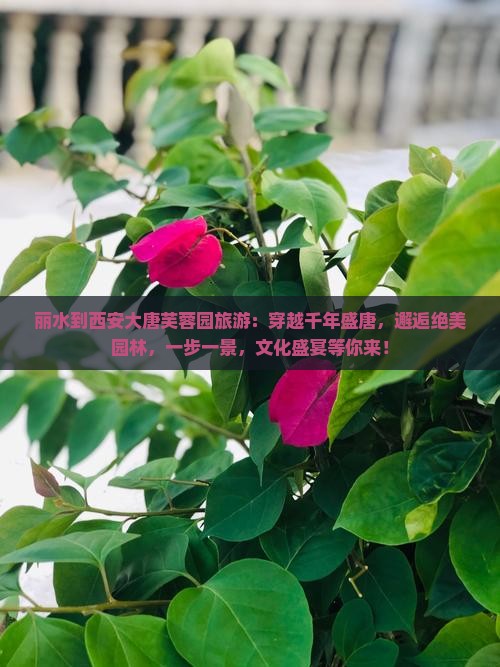 丽水到西安大唐芙蓉园旅游