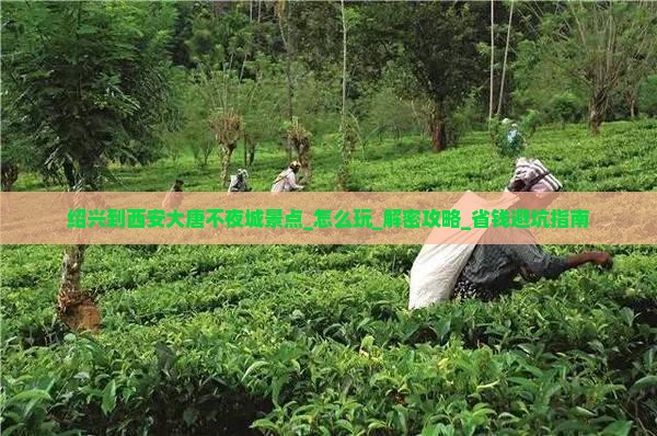 绍兴到西安大唐不夜城景点