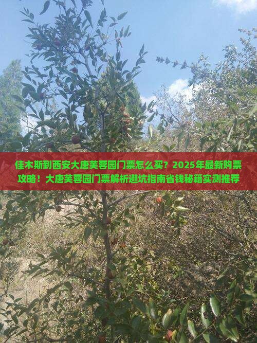 佳木斯到西安大唐芙蓉园门票
