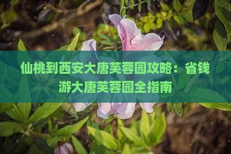 仙桃到西安大唐芙蓉园自由团