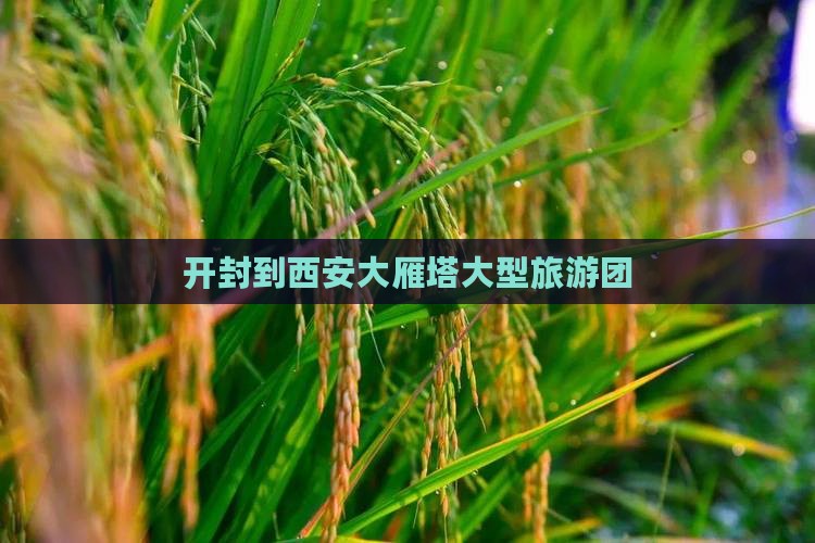开封到西安大雁塔大型旅游团