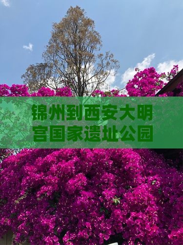 锦州到西安大明宫国家遗址公园一日游