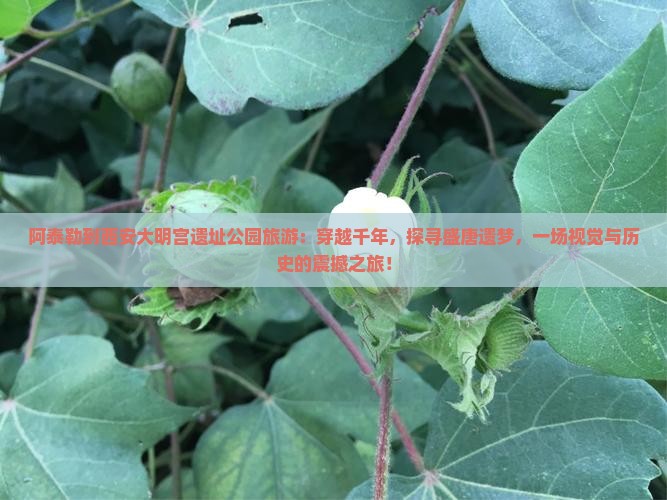 阿泰勒到西安大明宫国家遗址公园旅游