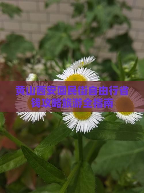 黄山到西安回民街自由行
