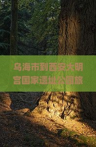 乌海市到西安大明宫国家遗址公园旅行社