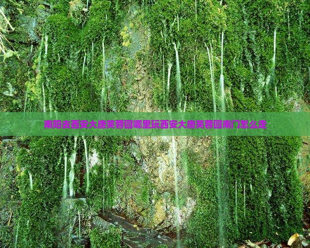 南阳去西安大唐芙蓉园哪里玩