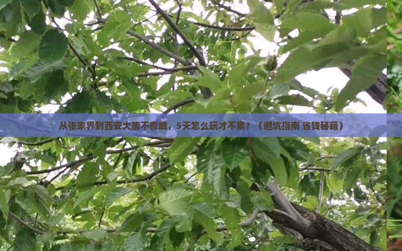 张家界到西安大唐不夜城旅游