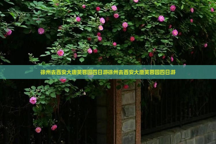 徐州去西安大唐芙蓉园四日游