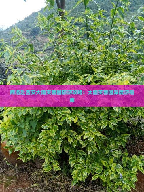 商洛去西安大唐芙蓉园大型旅游团