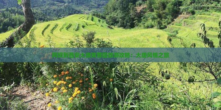 阿坝到西安大唐芙蓉园旅游