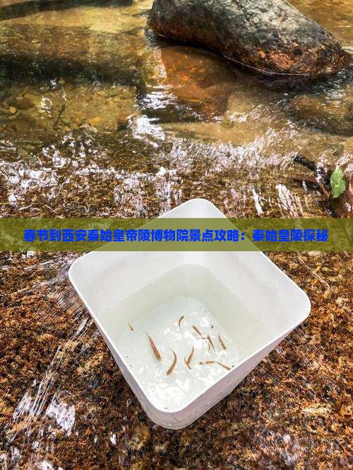春节到西安秦始皇帝陵博物院景点