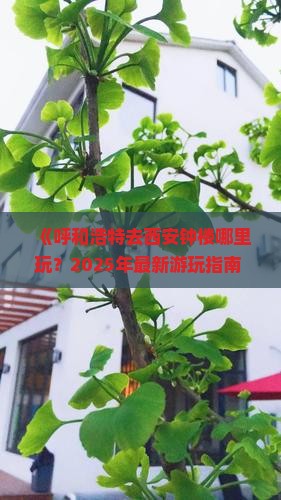 呼和浩特去西安钟楼哪里玩