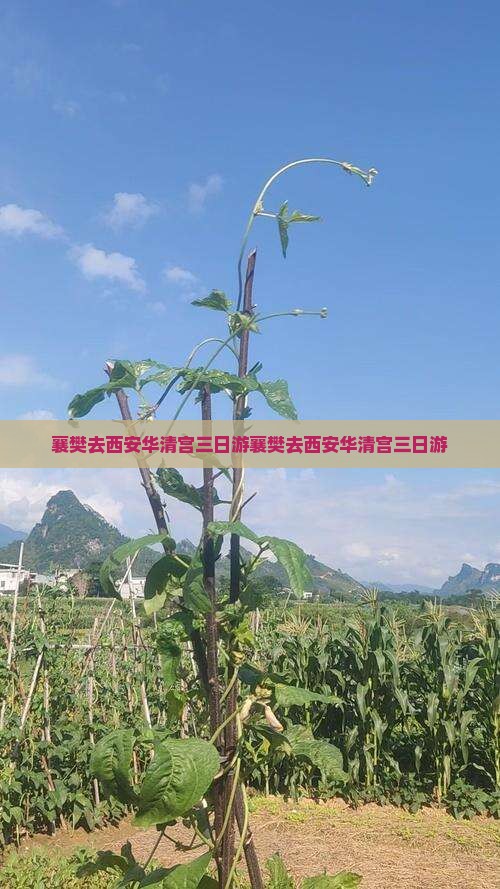 襄樊去西安华清宫三日游