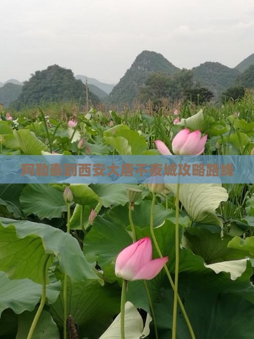 阿勒泰到西安大唐不夜城攻略