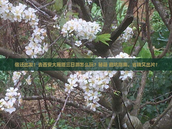宿迁去西安大雁塔三日游 宿迁去西安大雁塔三日游