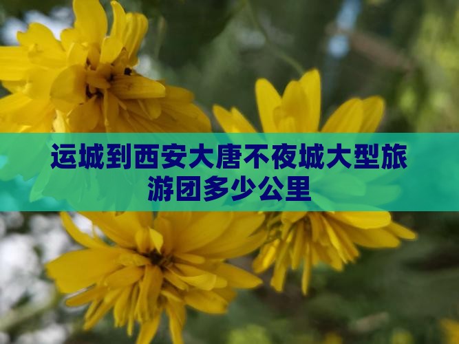 运城到西安大唐不夜城大型旅游团
