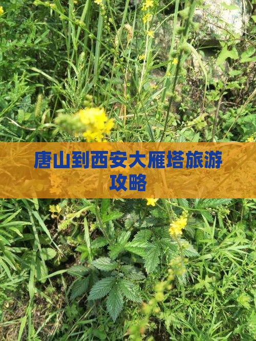 唐山到西安大雁塔自由行