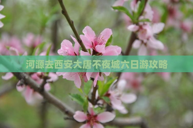 河源去西安大唐不夜城六日游