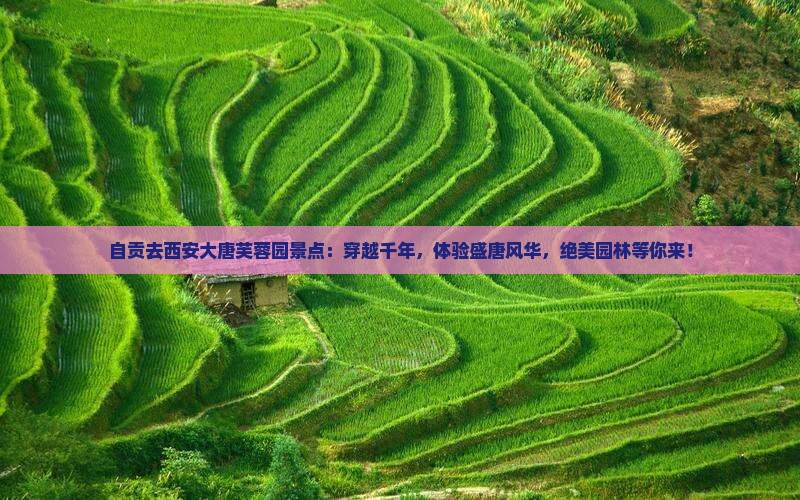 自贡去西安大唐芙蓉园景点