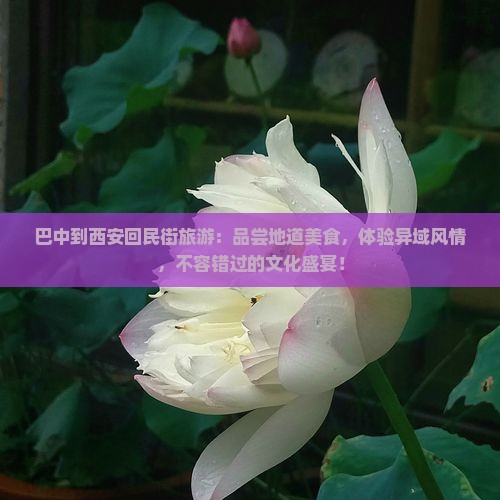 巴中到西安回民街旅游