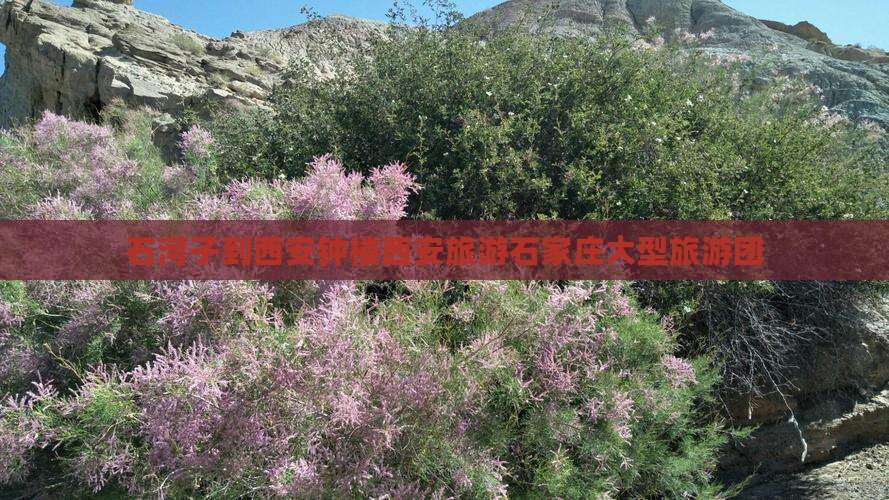 石河子到西安钟楼大型旅游团
