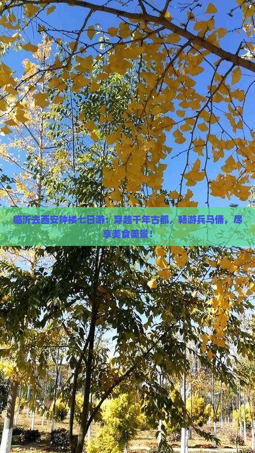 临沂去西安钟楼七日游