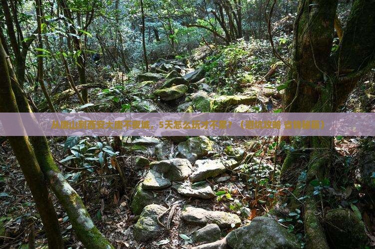 唐山去西安大唐不夜城五日游