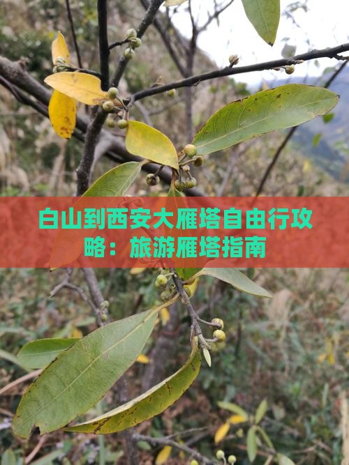 白山到西安大雁塔自由行