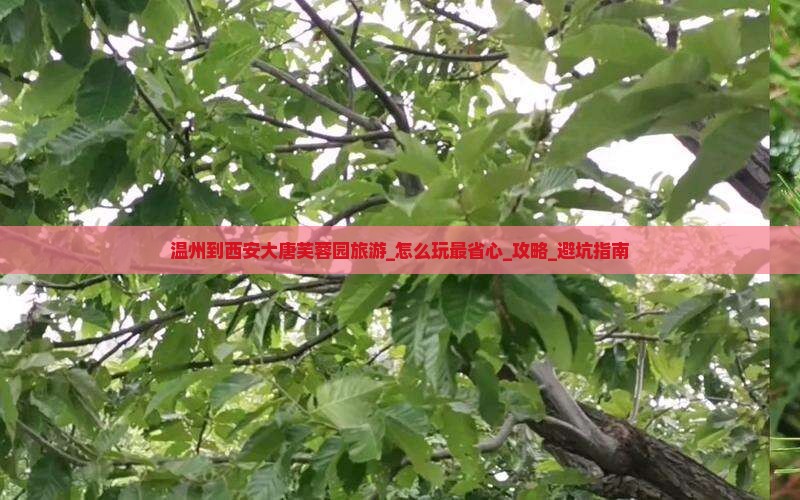 温州到西安大唐芙蓉园旅游