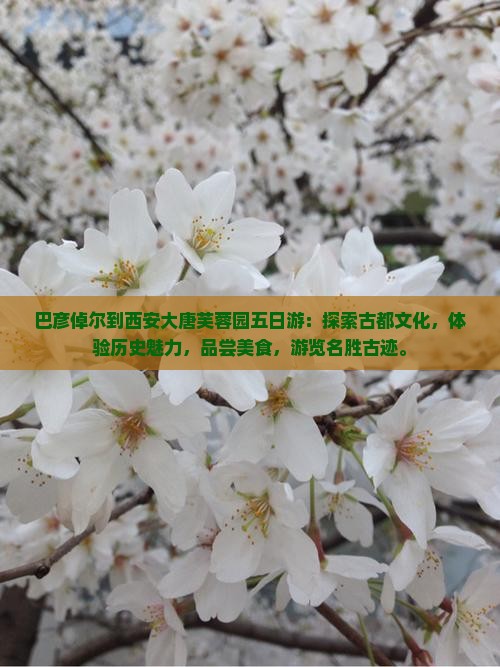 巴彦倬尔到西安大唐芙蓉园五日游