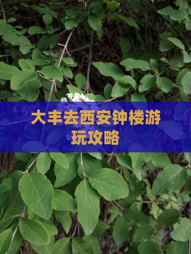 大丰去西安钟楼哪里玩