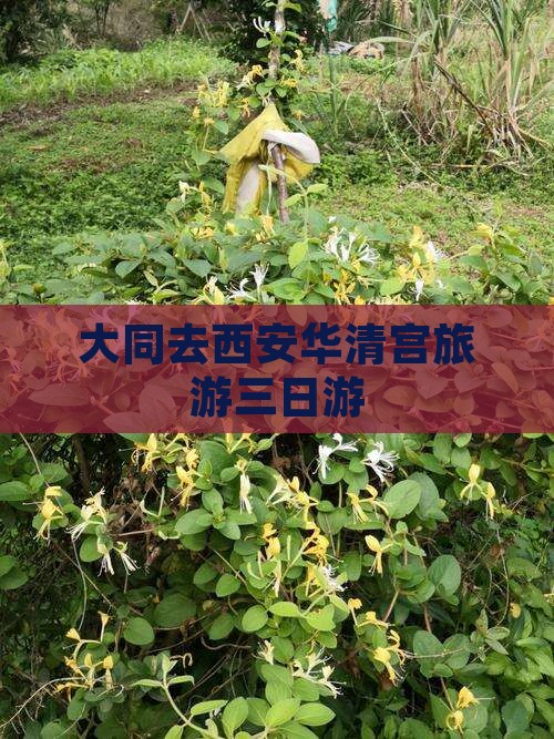 大同去西安华清宫三日游