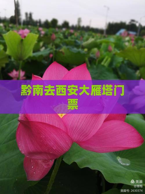 黔南去西安大雁塔门票