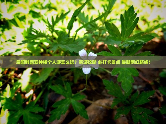 阜阳到西安钟楼个人游