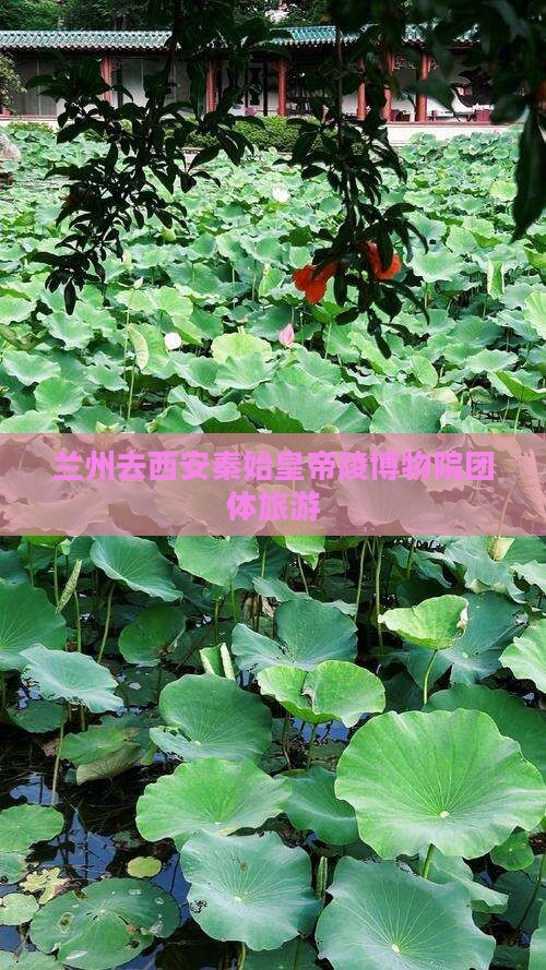 兰州去西安秦始皇帝陵博物院团体旅游