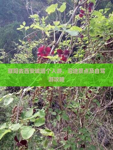 濮阳去西安城墙个人游