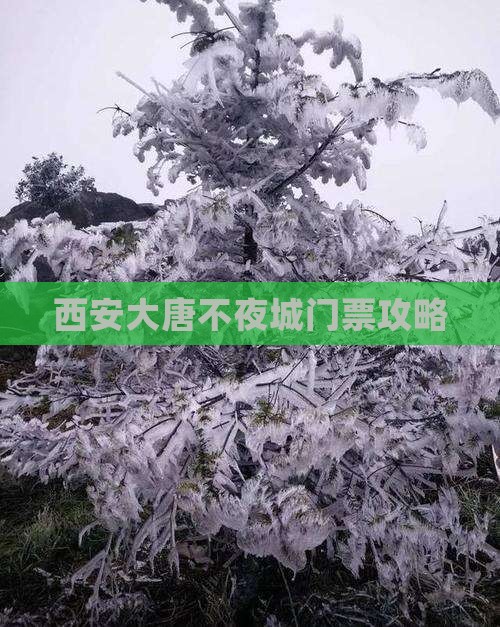 滁州去西安大唐不夜城门票