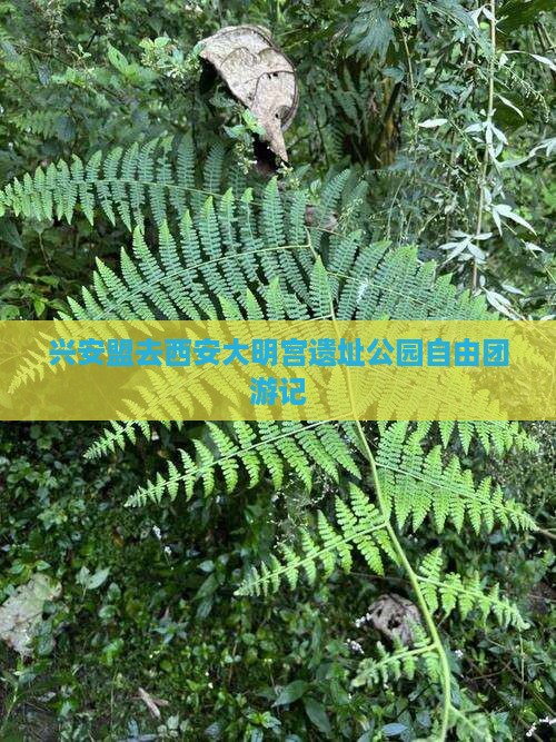 兴安盟去西安大明宫国家遗址公园自由团