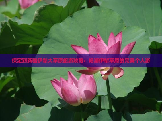 保定到新疆伊犁大草原个人游