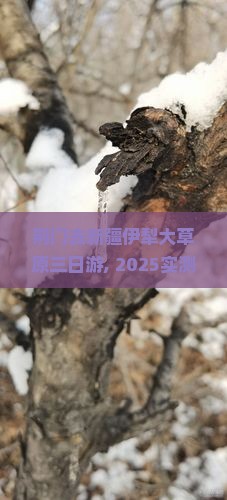 荆门去新疆伊犁大草原三日游