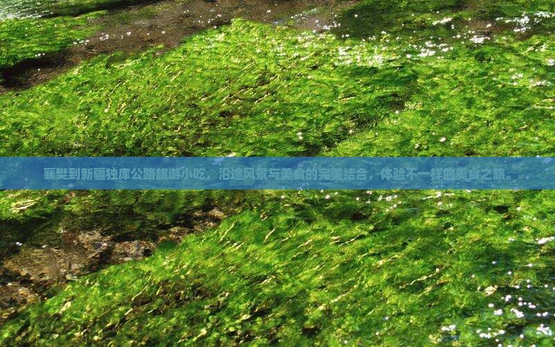 襄樊到新疆独库公路旅游小吃