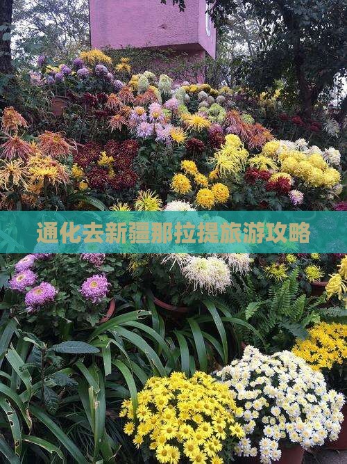 通化去新疆那拉提旅游