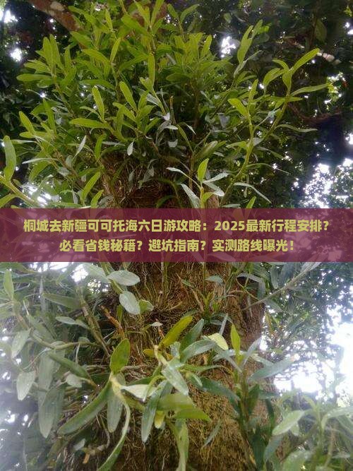 桐城去新疆可可托海六日游