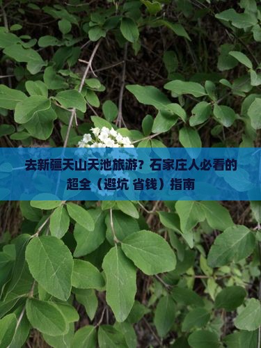 石家庄去新疆天山天池旅游