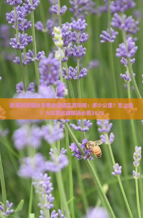 武威到新疆吐鲁番自由团