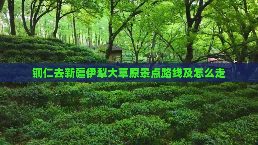 铜仁去新疆伊犁大草原景点