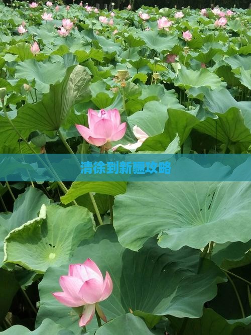 清徐到新疆攻略